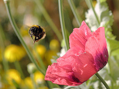 Bumble bee by tassie sim