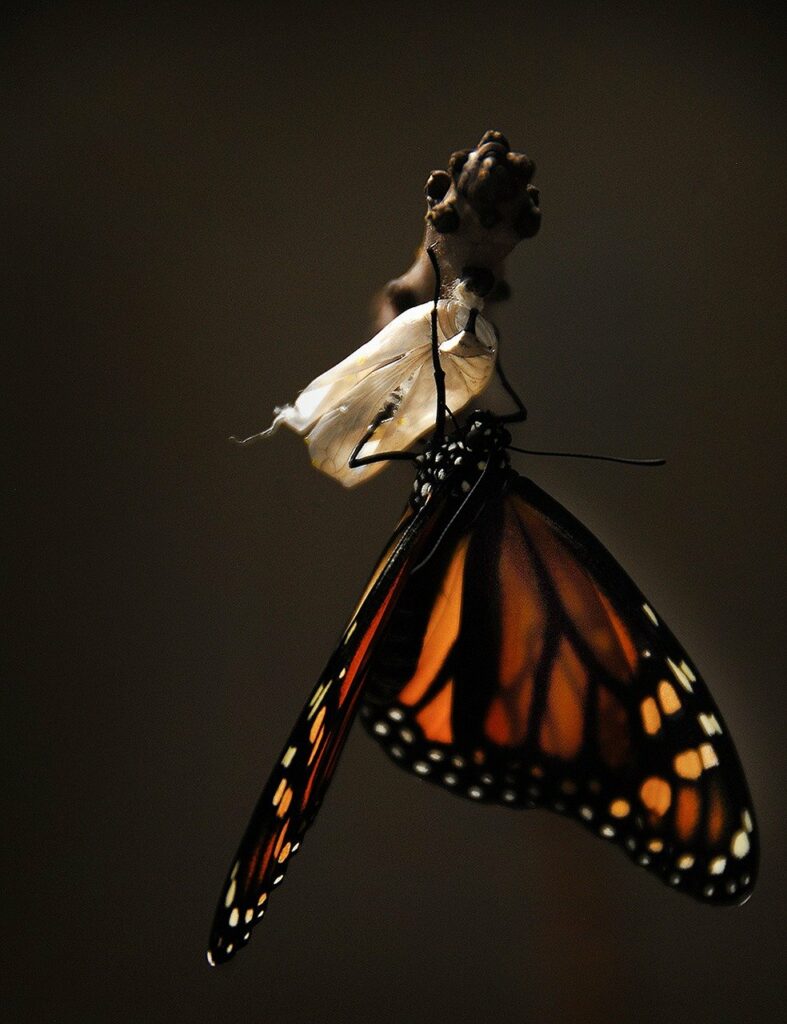 butterfly emerging