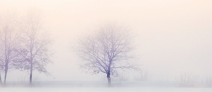 Snowy landscape with trees