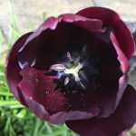 Tulip