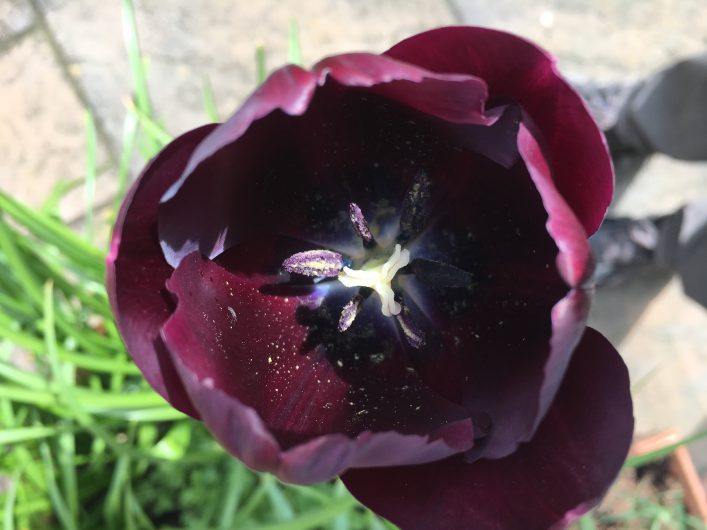 Tulip